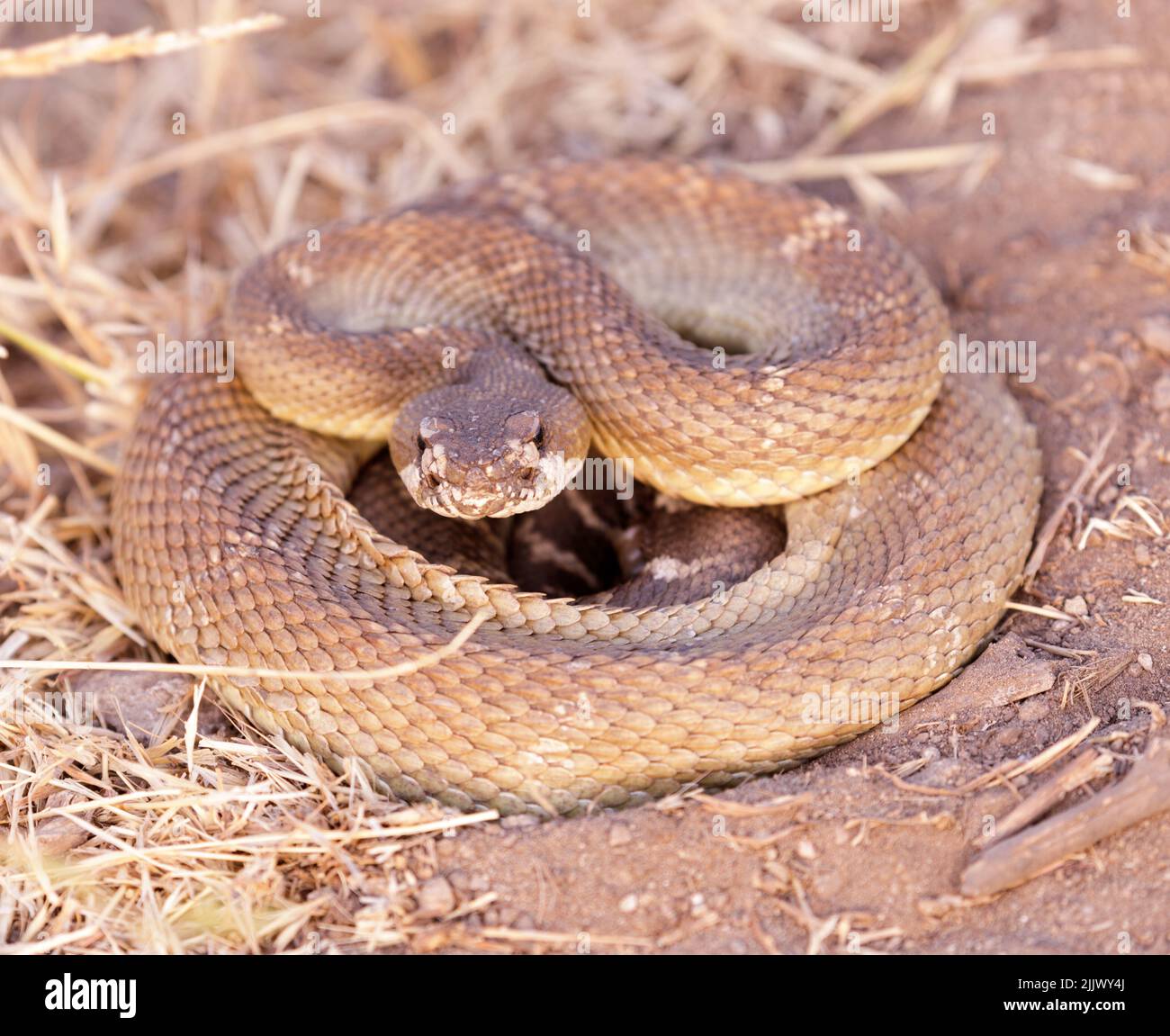 Coiled Young Northern Pacific Rattlesnake in defensive posture. Mission Peak Regional Preserve, Alameda County, California, USA. Stock Photo