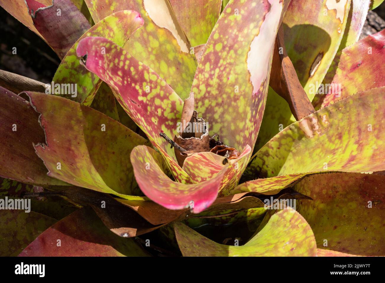 A closeup of a Neoregelia marmorata plant growing in sunlight Stock Photo