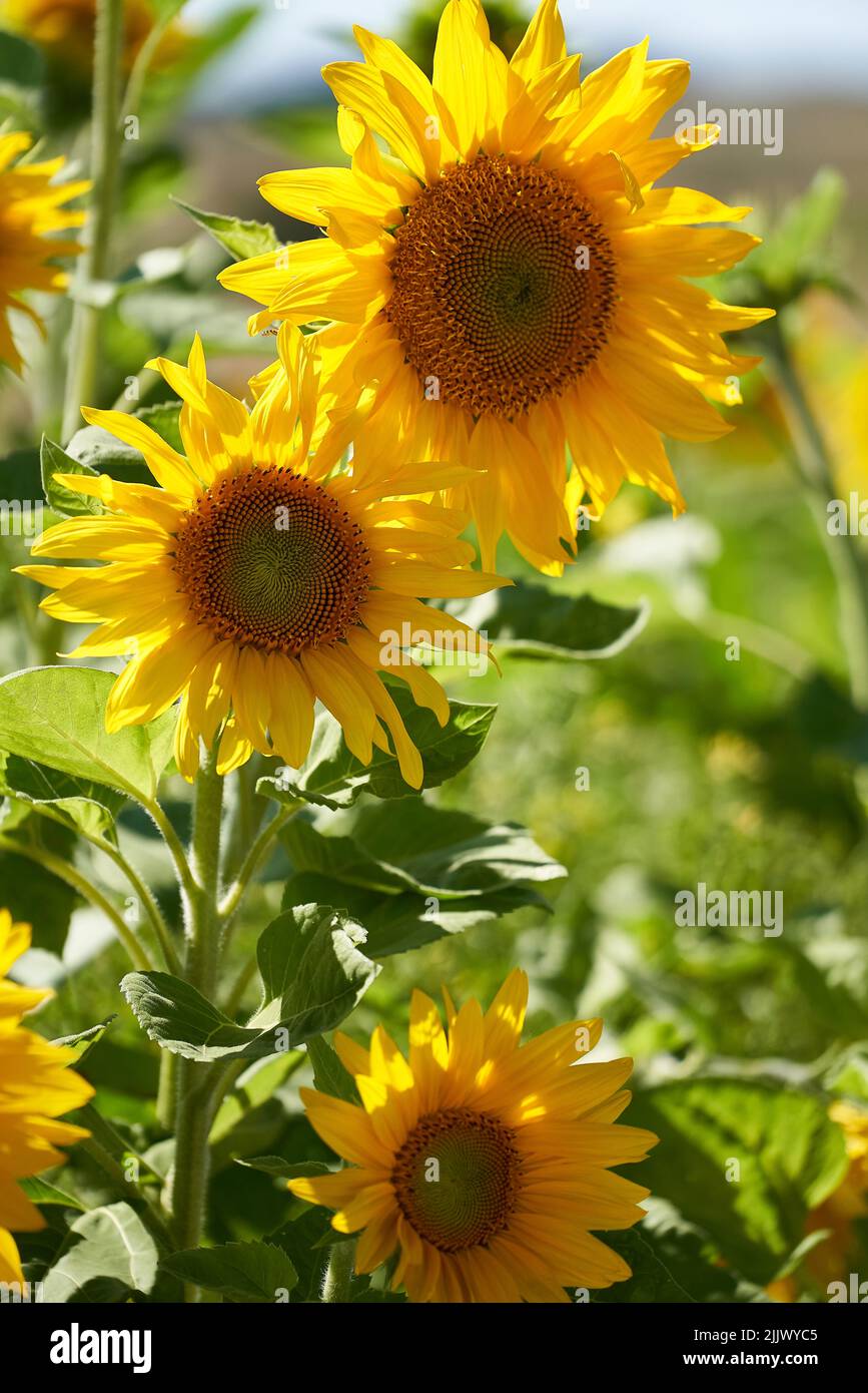 Sonnenblumen vertikal hi-res stock photography and images - Alamy