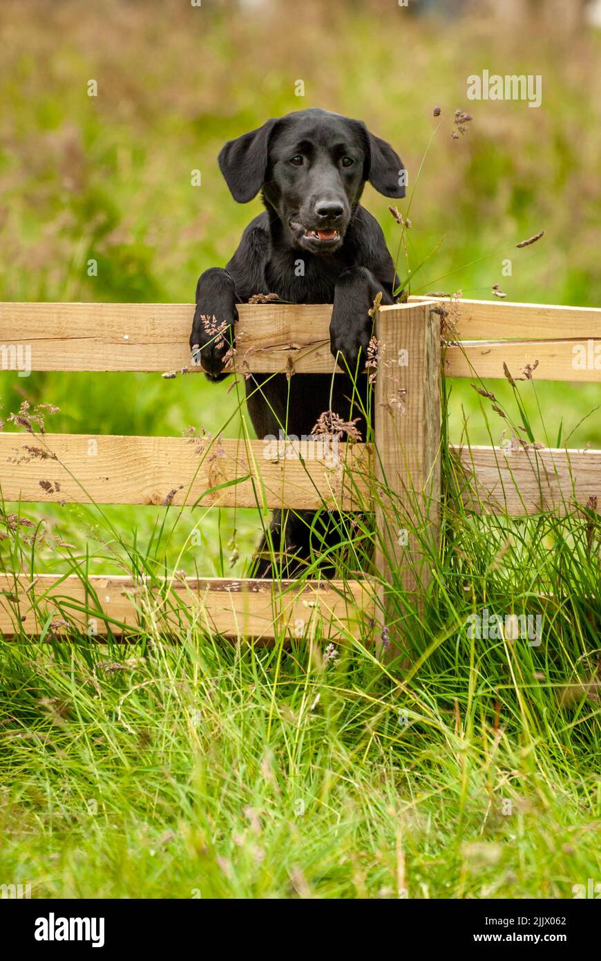 Black Labrador pup Stock Photo
