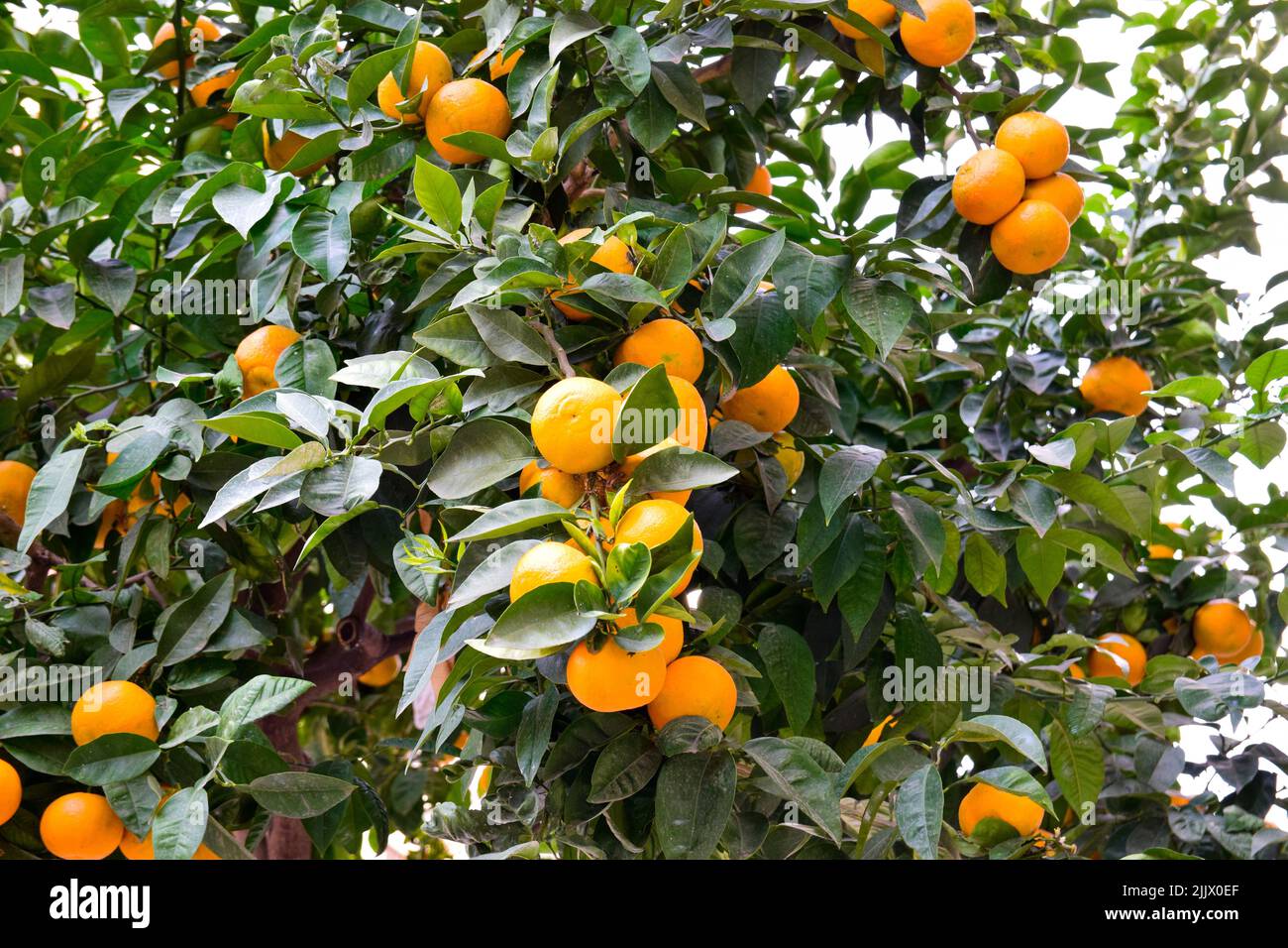 A Picture Of A Goose Orange Tree In Spain Stock Photo Alamy a-picture-of-a-goose-orange-tree-in-spain-stock-photo-alamy