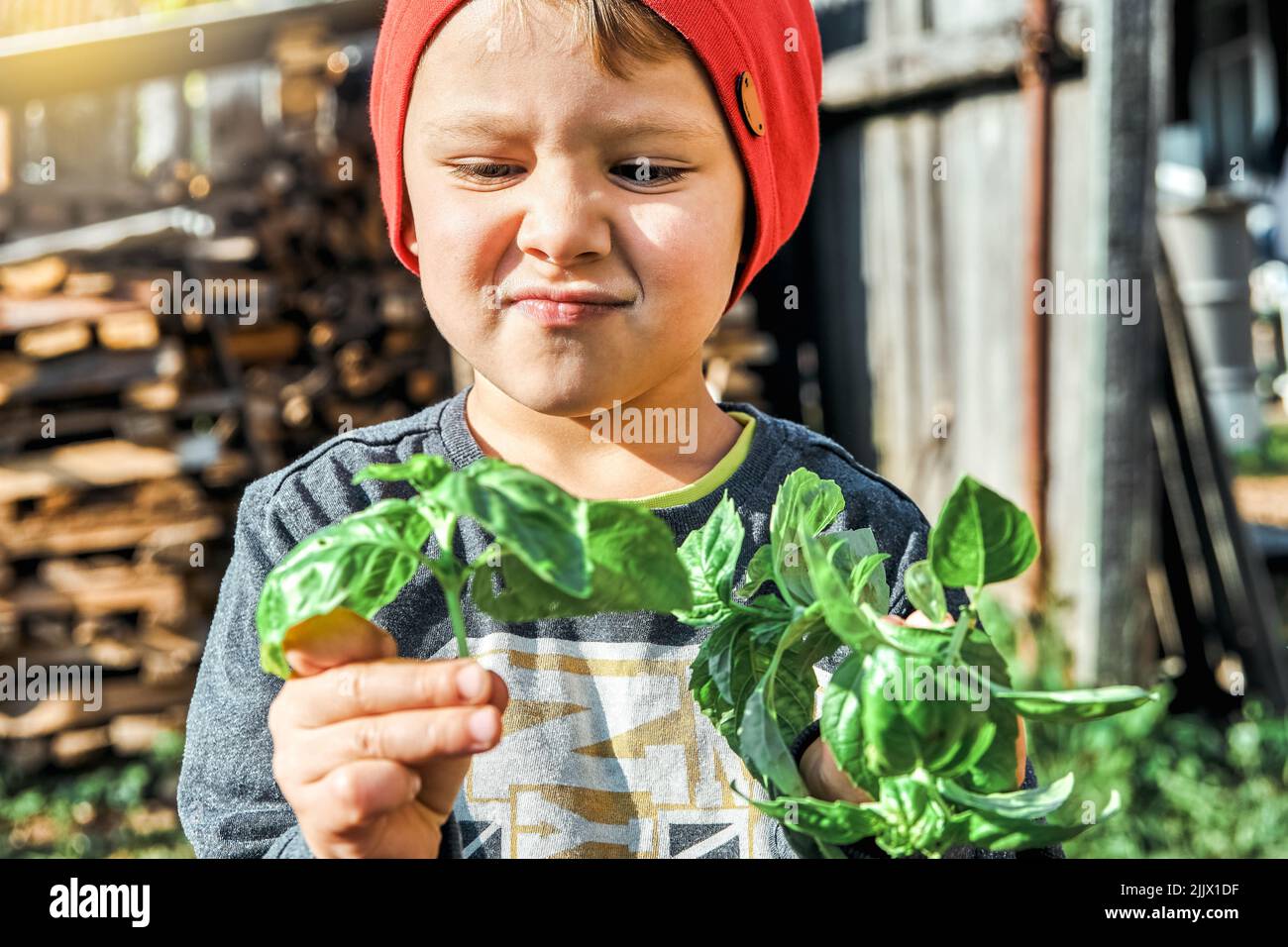 Cute toddler in red knitted hat holds fresh basil in hands on sunny day in countryside. Portrait of little blond boy with plant on blurred background Stock Photo