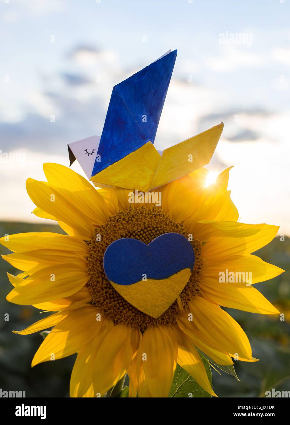 blooming sunflower with a blue - yellow heart in the center of flower and a paper dove of peace . Peace to Ukraine. Stop Russian aggression. peaceful Stock Photo