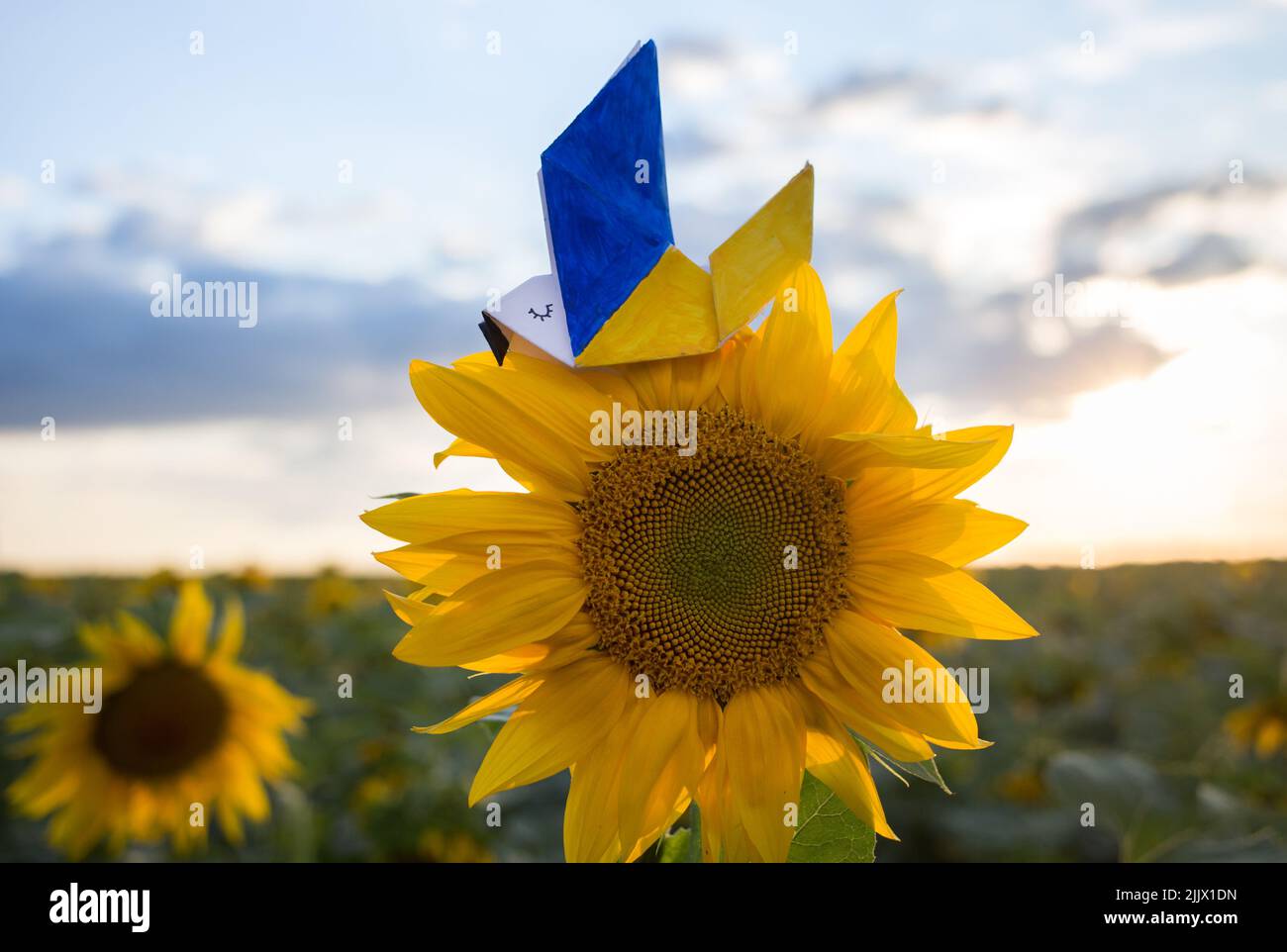 paper dove of peace, whose wings are painted in the yellow-blue colors of the Ukrainian flag, sits on a flower of a sunflower blooming on a field. Hel Stock Photo