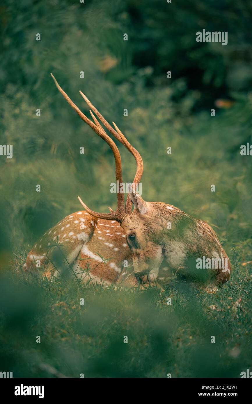 A vertical shot of a Sri Lankan axis deer (Axis axis ceylonensis) lying
