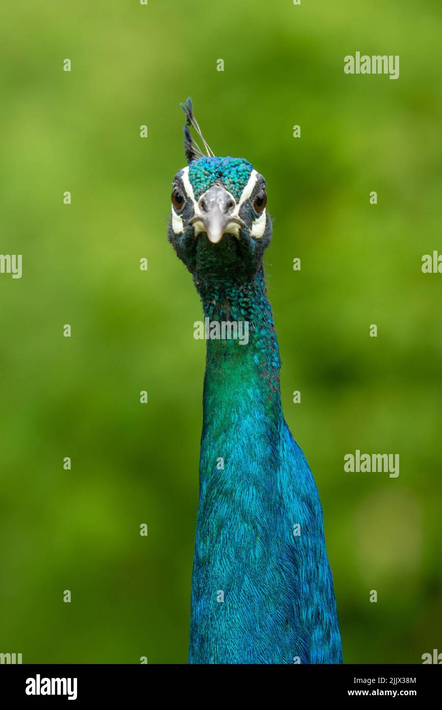 A vertical shallow focus shot of an Indian peafowl's head (Pavo cristatus) Stock Photo