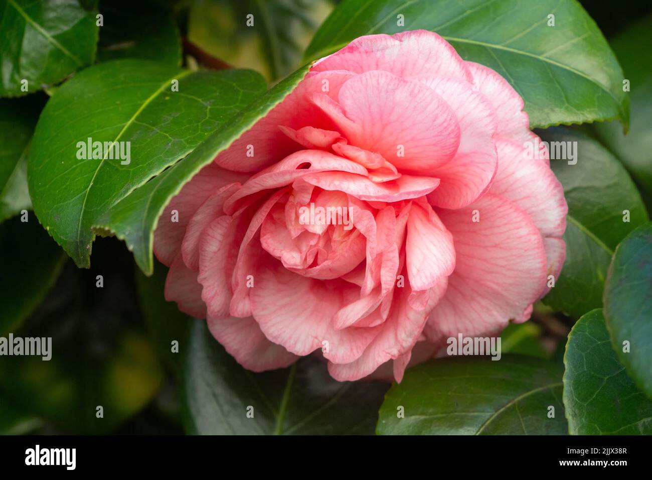 Pink flower of camellia blooming in a garden in Brittany Stock Photo