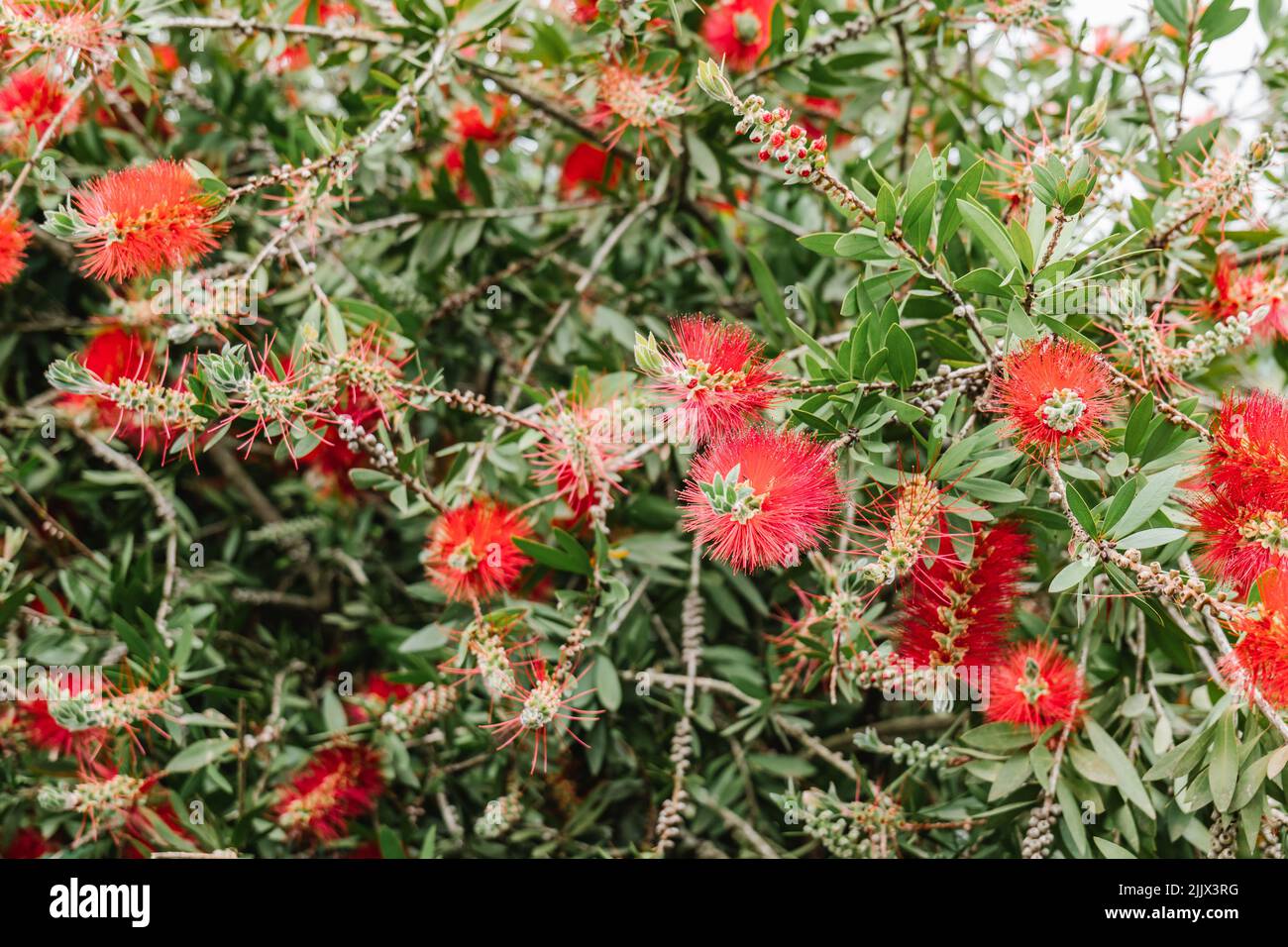 Gentle Albany bottlebrush flower with bright red spikes growing on green shrub on sunny day in garden Stock Photo