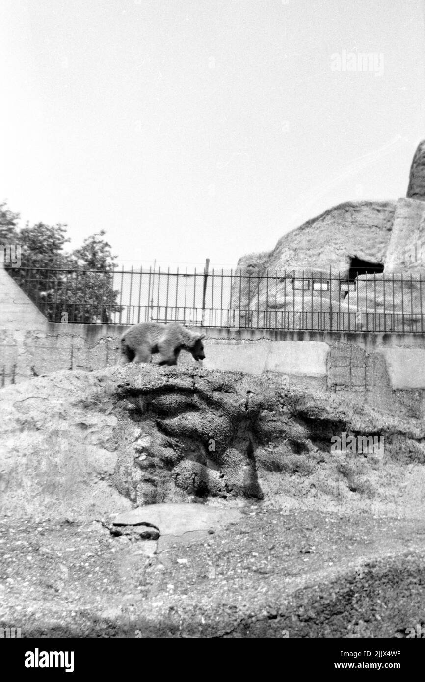 A brown bear at London zoo in 1961 Stock Photo - Alamy