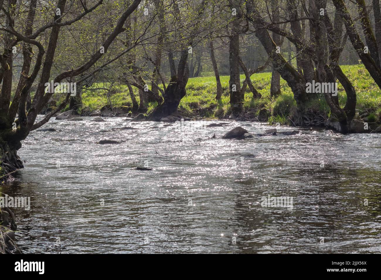 An aerial view of flowing river surrounded by growing trees Stock Photo