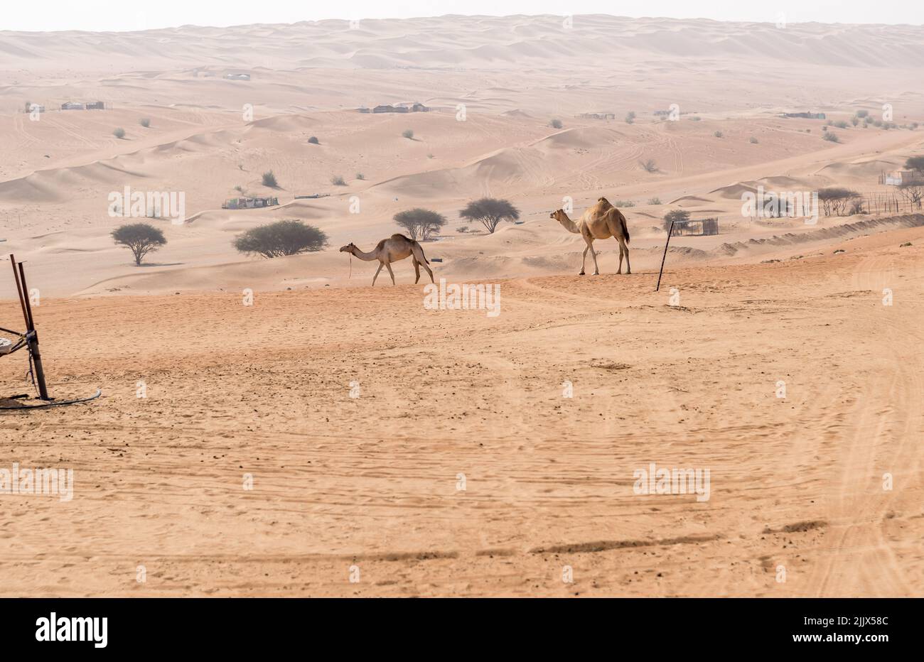 Desert landscape with Middle Eastern camels, Wahiba Sands of desert in Oman. Stock Photo