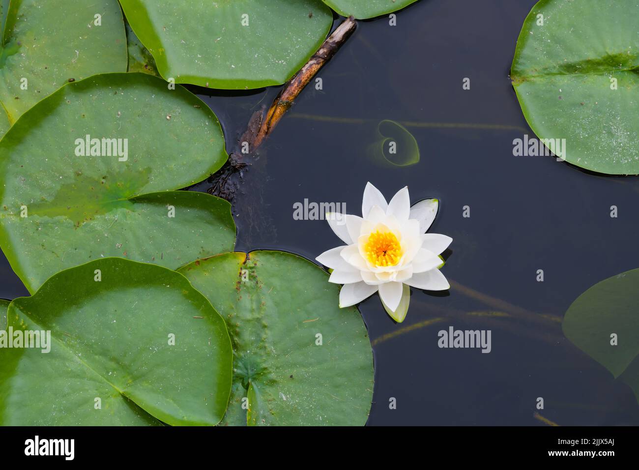 White Water Lily in bloom with yellow center and green pads floating on water with underwater unopened lily pad Stock Photo