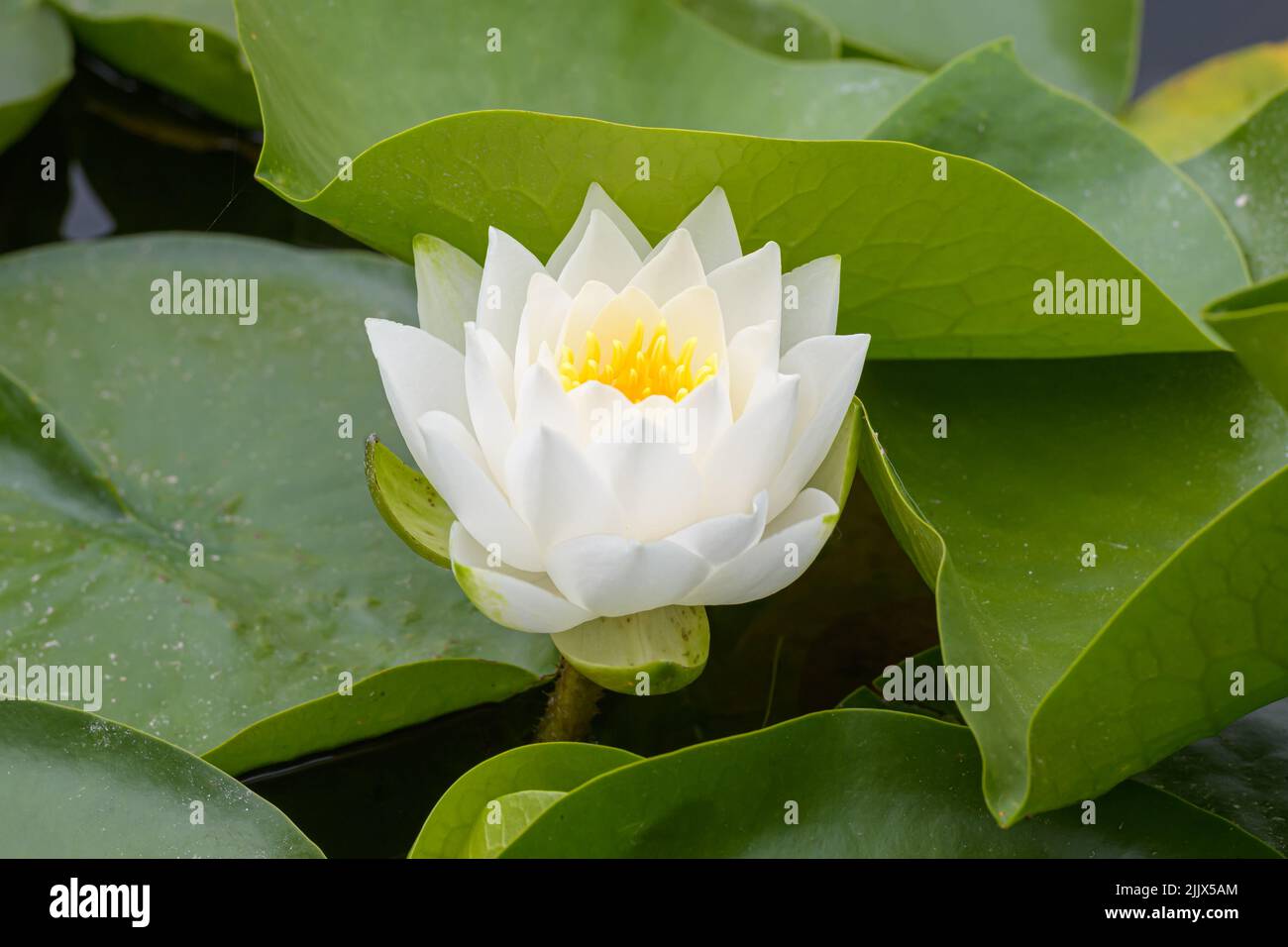 A single white water lily flower is central in a group of green lily pads in closeup Stock Photo