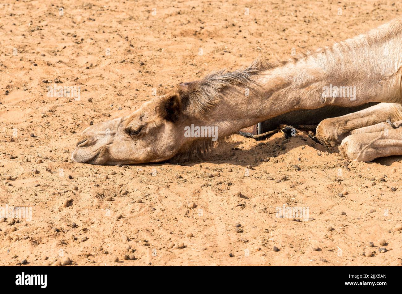 Camel resting on the sand in the Wahiba Sands of desert in Oman. Stock Photo