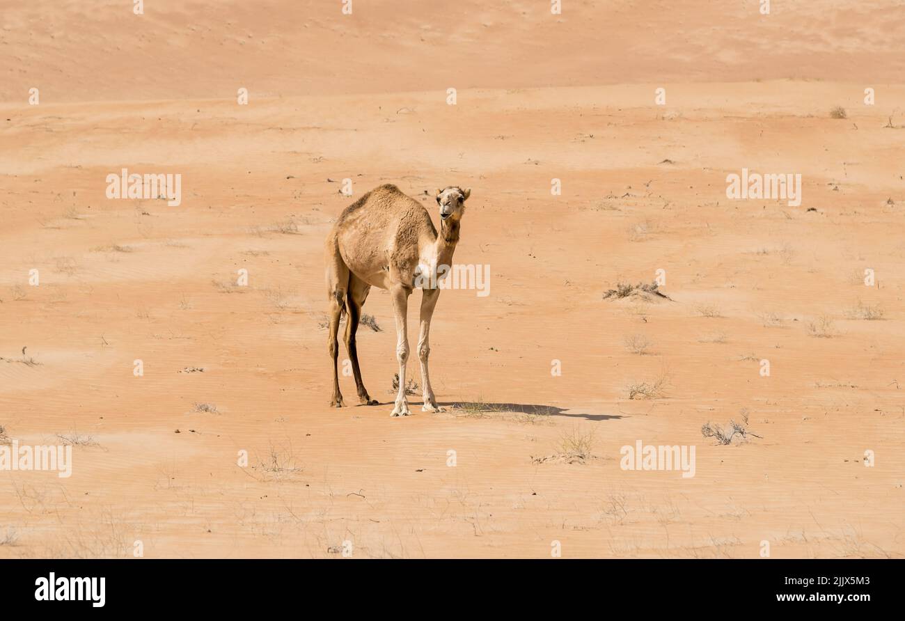 The Middle Eastern camel in Wahiba Sands of desert in Oman. Stock Photo