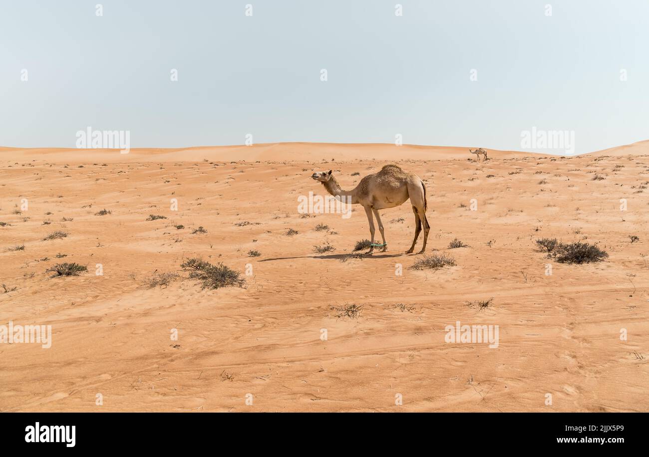 The Middle Eastern camel in Wahiba Sands of desert in Oman. Stock Photo