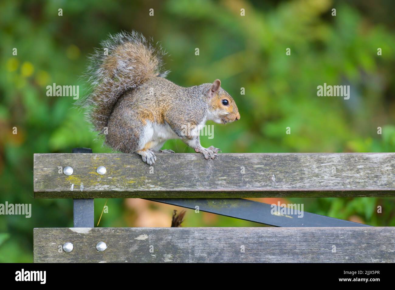 Squirrel balancing on the top of a rail on a park bench seat with green foliage in the out of focus background Stock Photo