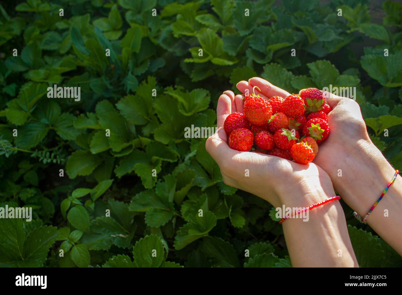 Hand holding organic strawberry fruits. Agriculture and cultivation concept Stock Photo Alamy