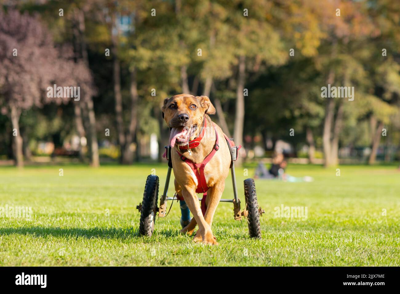 Handicapped dog in wheelchair at a park Stock Photo