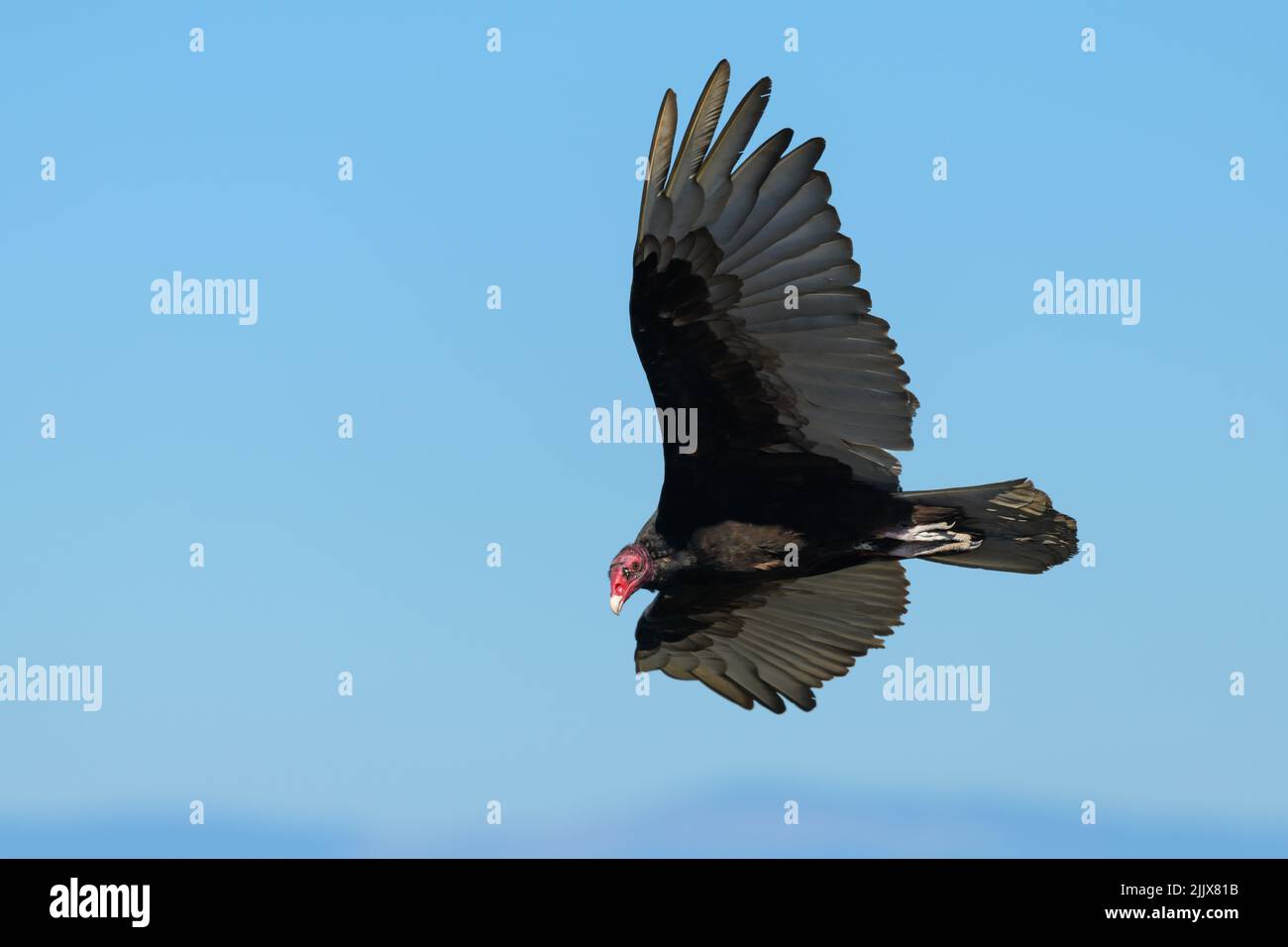 Turkey vulture scanning the ground as it soars above Western Washington on a blue sky day with red head visible and tail and wings extended Stock Photo