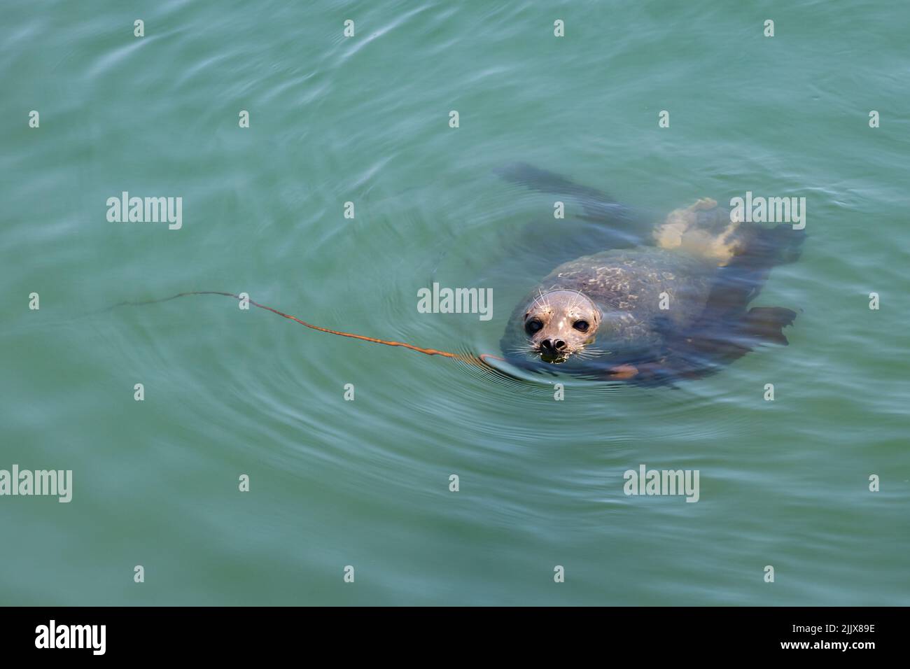 A harbor seal drifts on a piece of seaweed in the coastal waters of Washington State Stock Photo