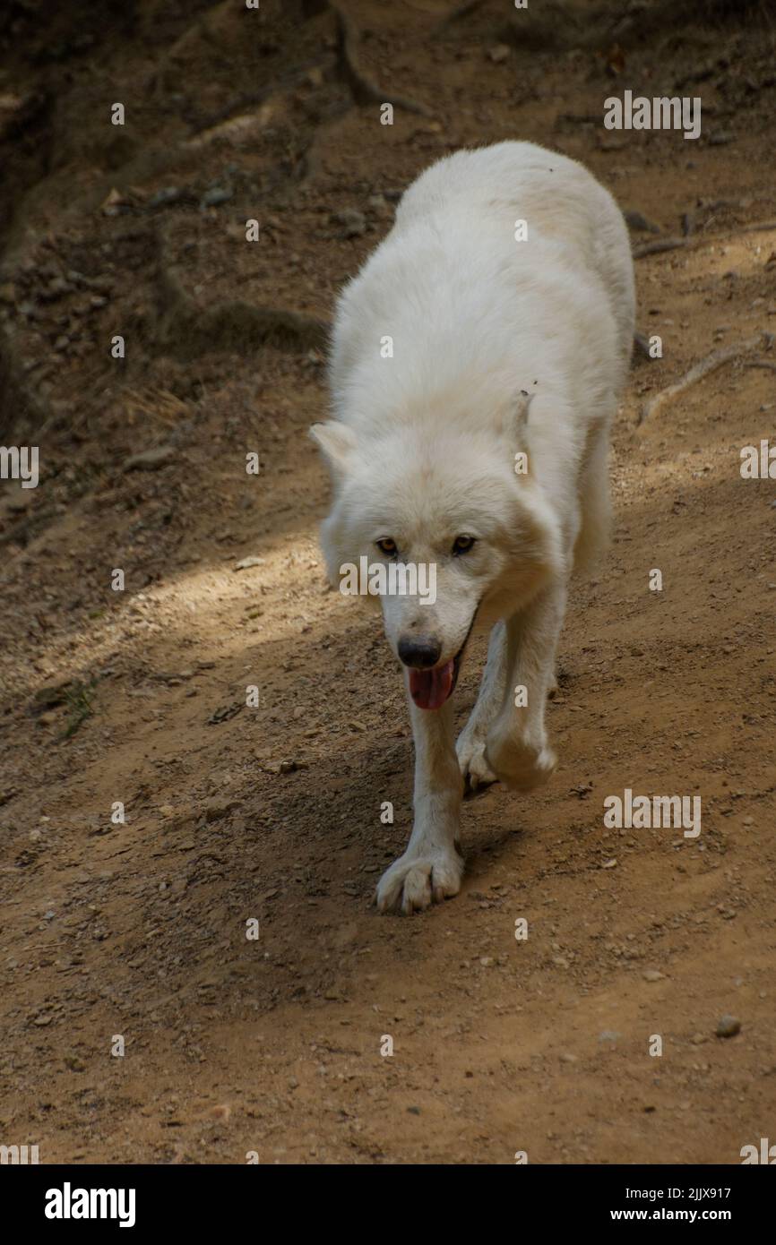 A vertical shot of white wolf walking in the Zoological Park Saint Martin la Plaine, France on sunny day Stock Photo