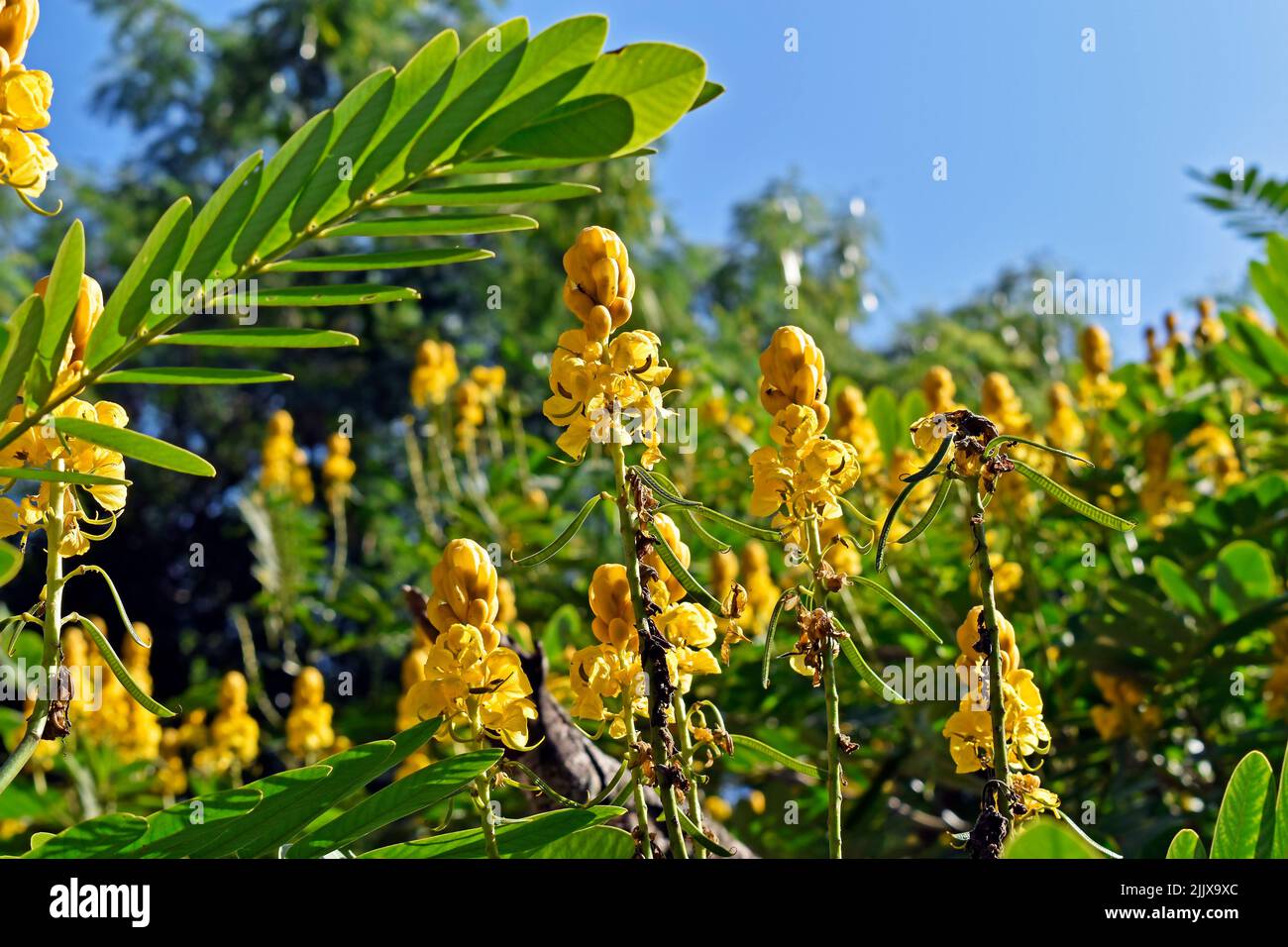 Candle Bush flowers or Candelabra Bush flowers (Senna alata Stock Photo
