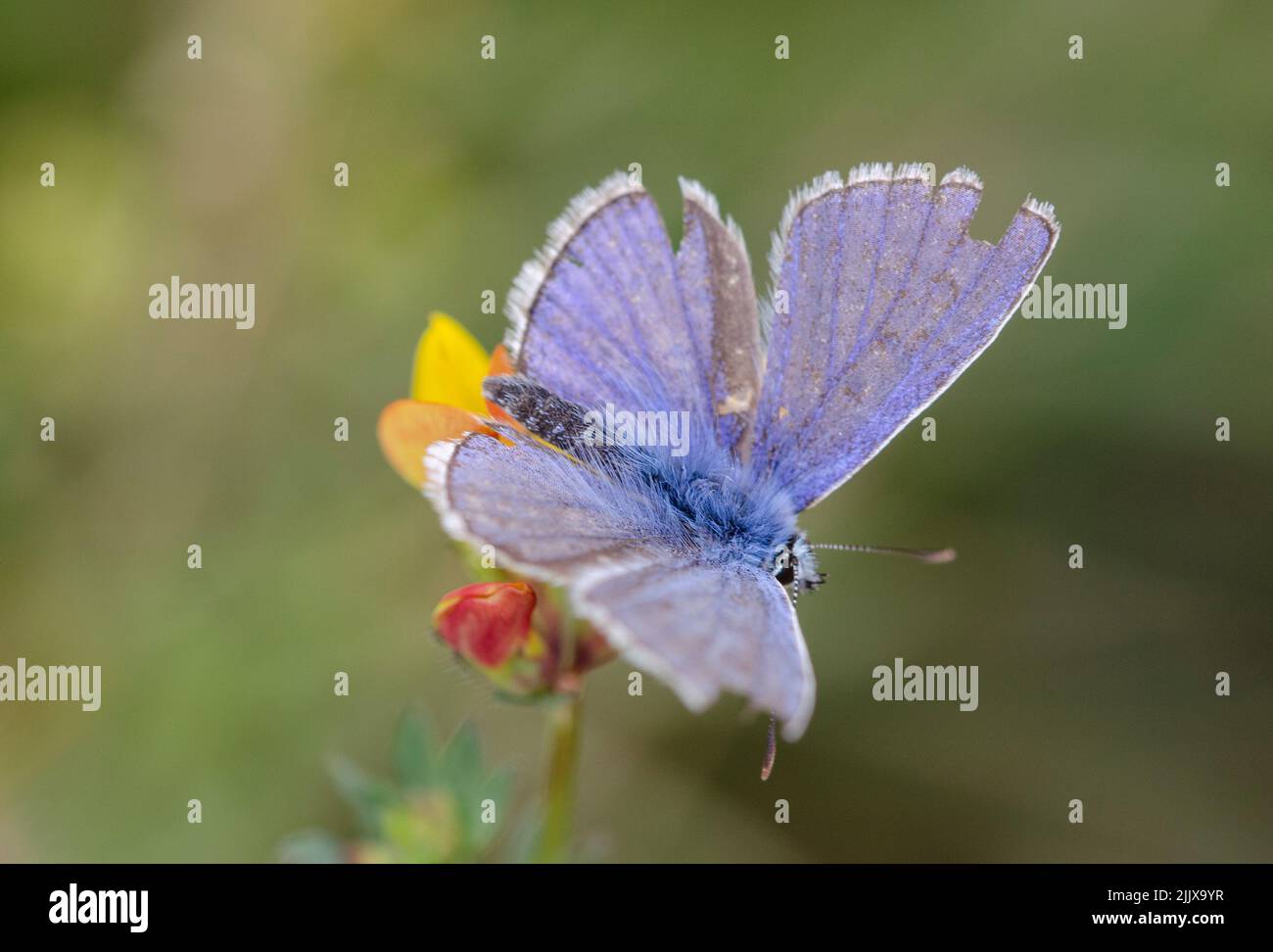 A beautiful butterfly (named Bläuling) on yellow plant Stock Photo
