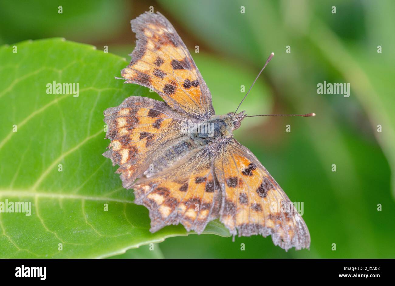 C moths inhabit a variety of habitats, including forest paths and edges ...