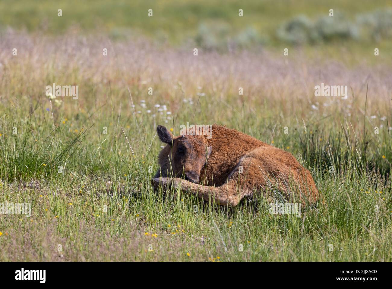 Bison Calf in Yellowstone National Park Wyoming in Summer Stock Photo ...