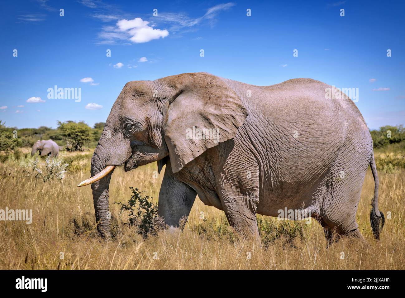 Elefant, Etosha-Nationalpark, Namibia, (Loxodonta africana) | elephant, Etosha National Park, Namibia, (Loxodonta africana) Stock Photo