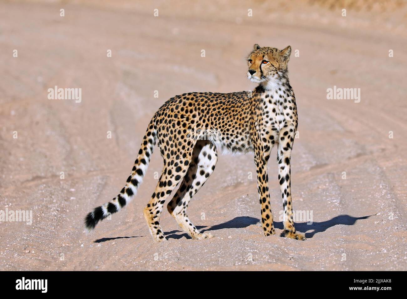 Gepard, Kgalagadi-Transfrontier-Nationalpark, Südafrika, (Acinonyx jubatus) | Cheetah, Kgalagadi Transfrontier National Park, South Africa, (Acinonyx Stock Photo