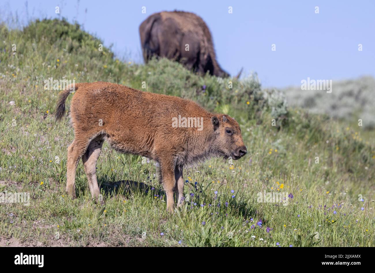Bison Calf in Yellowstone National Park Wyoming in Summer Stock Photo ...