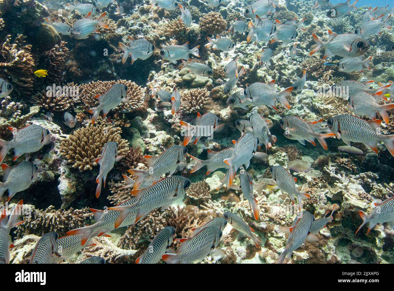 Shoal of Lattice soldierfish Myripristis violacea  Mahe, Seychelles, Indian Ocean Stock Photo