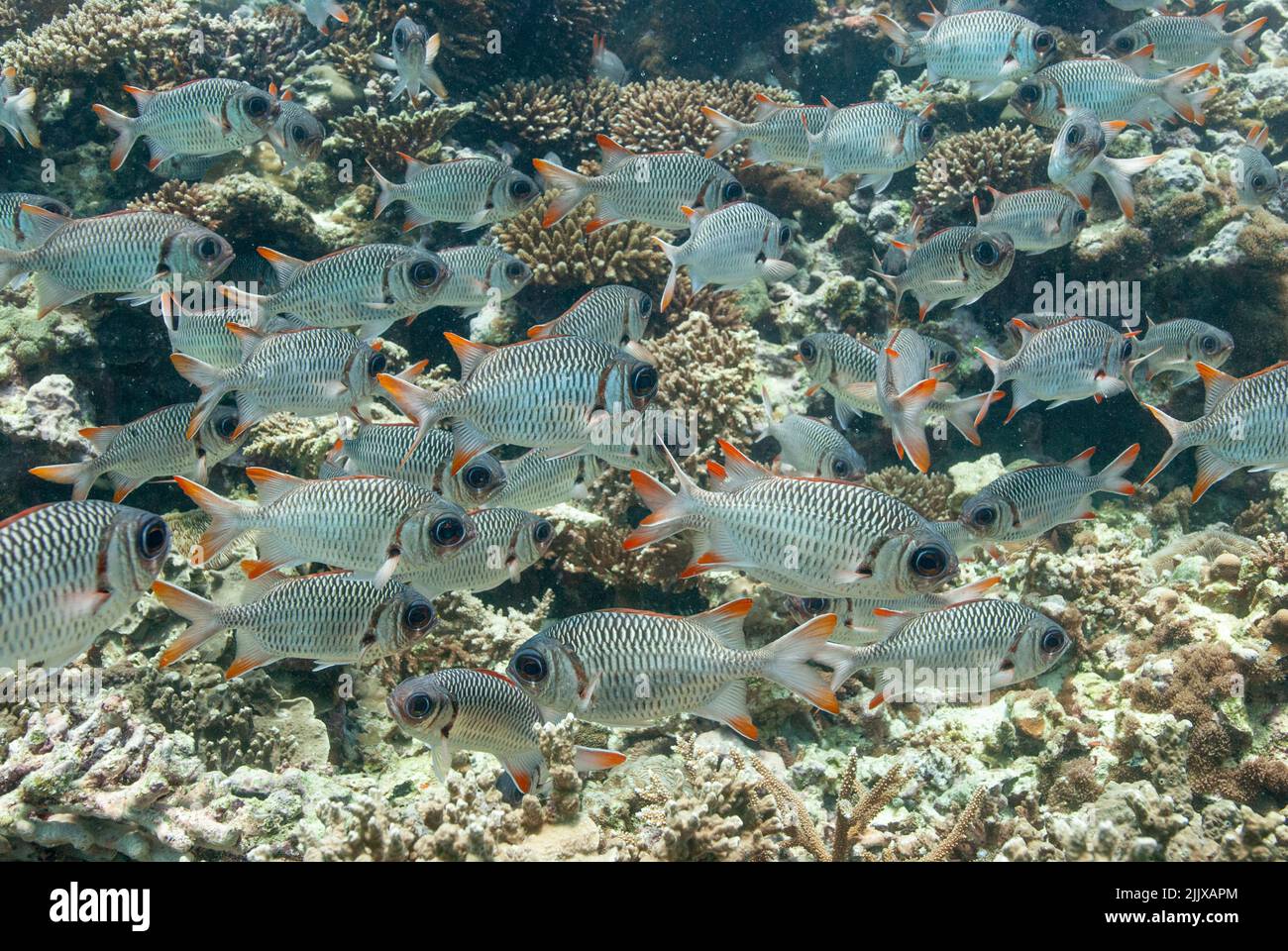 Shoal of Lattice soldierfish Myripristis violacea  Mahe, Seychelles, Indian Ocean Stock Photo
