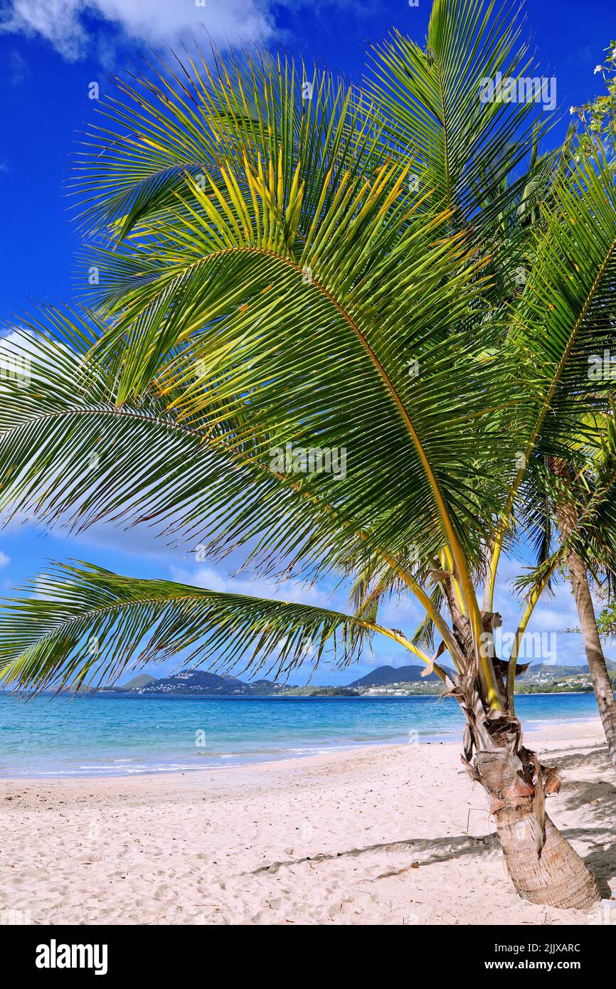 Strand auf St. Lucia, Karibik | beach at St. Lucia, Caribbean Stock Photo