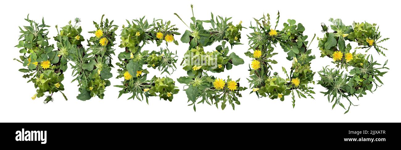 Weeds and dandelion with clover and crab grass pest weed problem as unwanted plants as a symbol for herbicide use in the garden or gardening for lawn Stock Photo