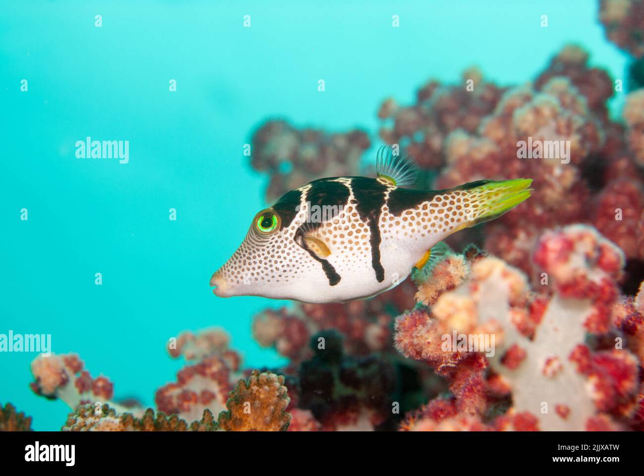Valentin's sharpnose puffer, also known as the saddled puffer or black saddled toby Stock Photo