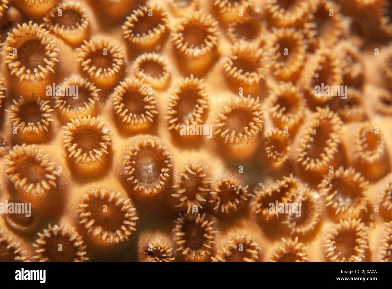 Close up of stony Coral Diploastrea heliopora brain coral photographed ...