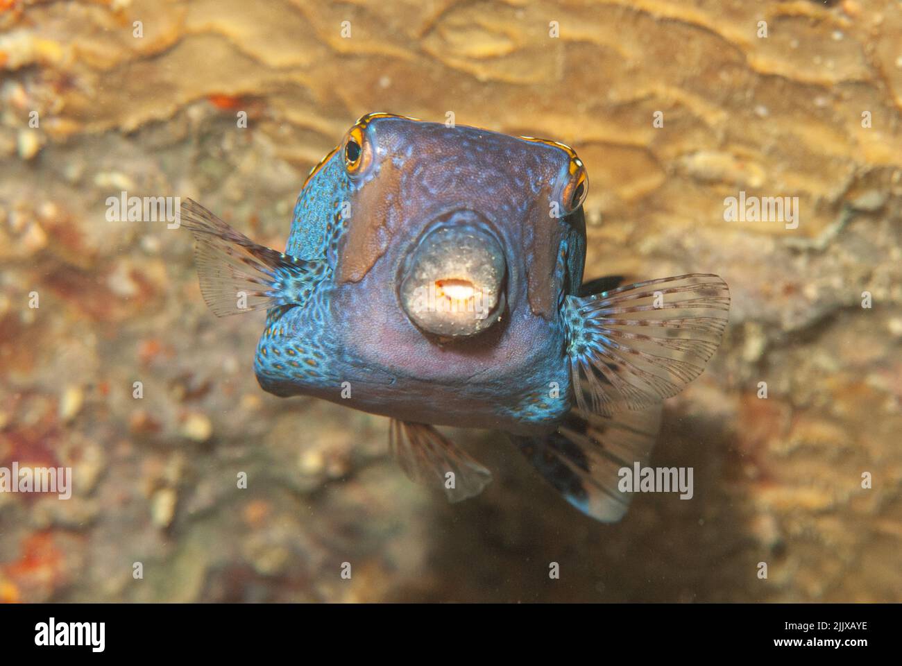 Black Boxfish (Ostracion meleagris) photgraphed underwater, Mahe, Seychelles Stock Photo