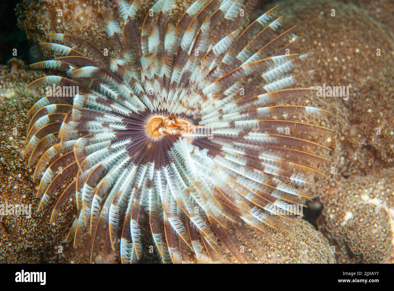 Feather duster worm (Feather duster worm (Sabellastarte spectabilis