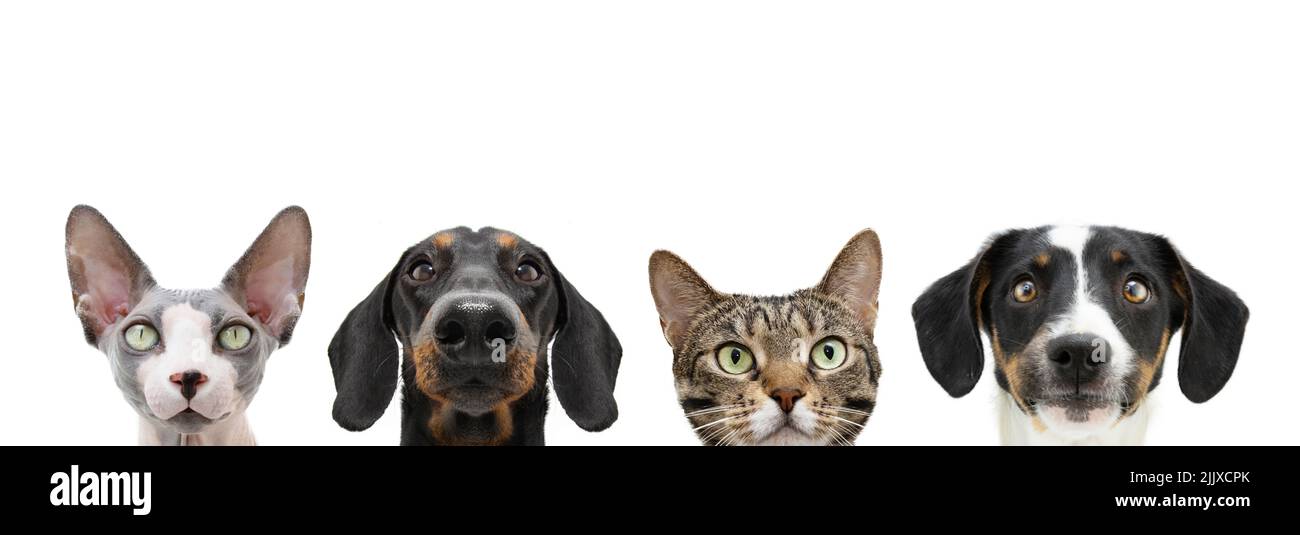 Dog looking out over Cut Out Stock Images & Pictures - Alamy