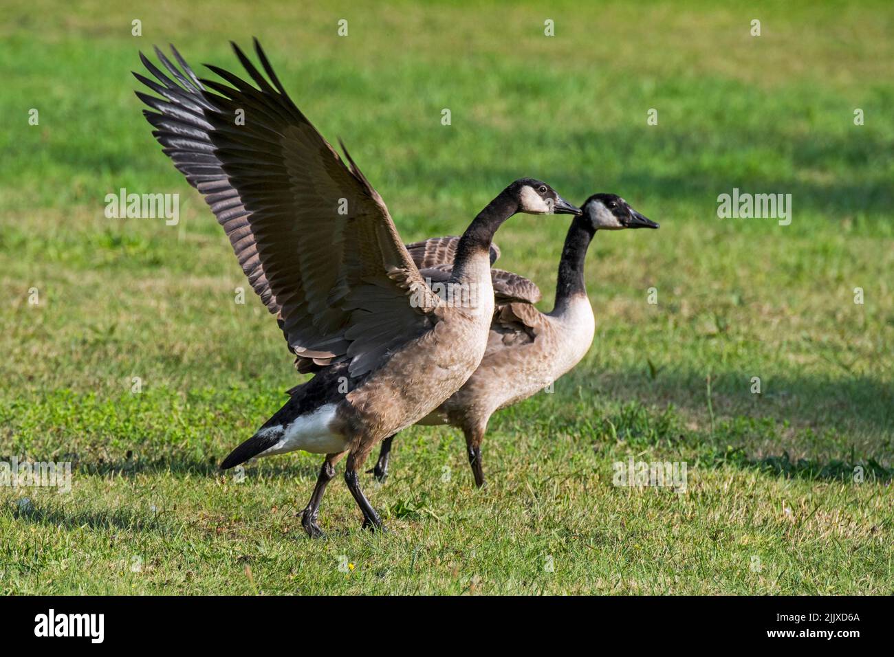 Two Canada geese (Branta canadensis) flapping their wings in meadow / grassland Stock Photo