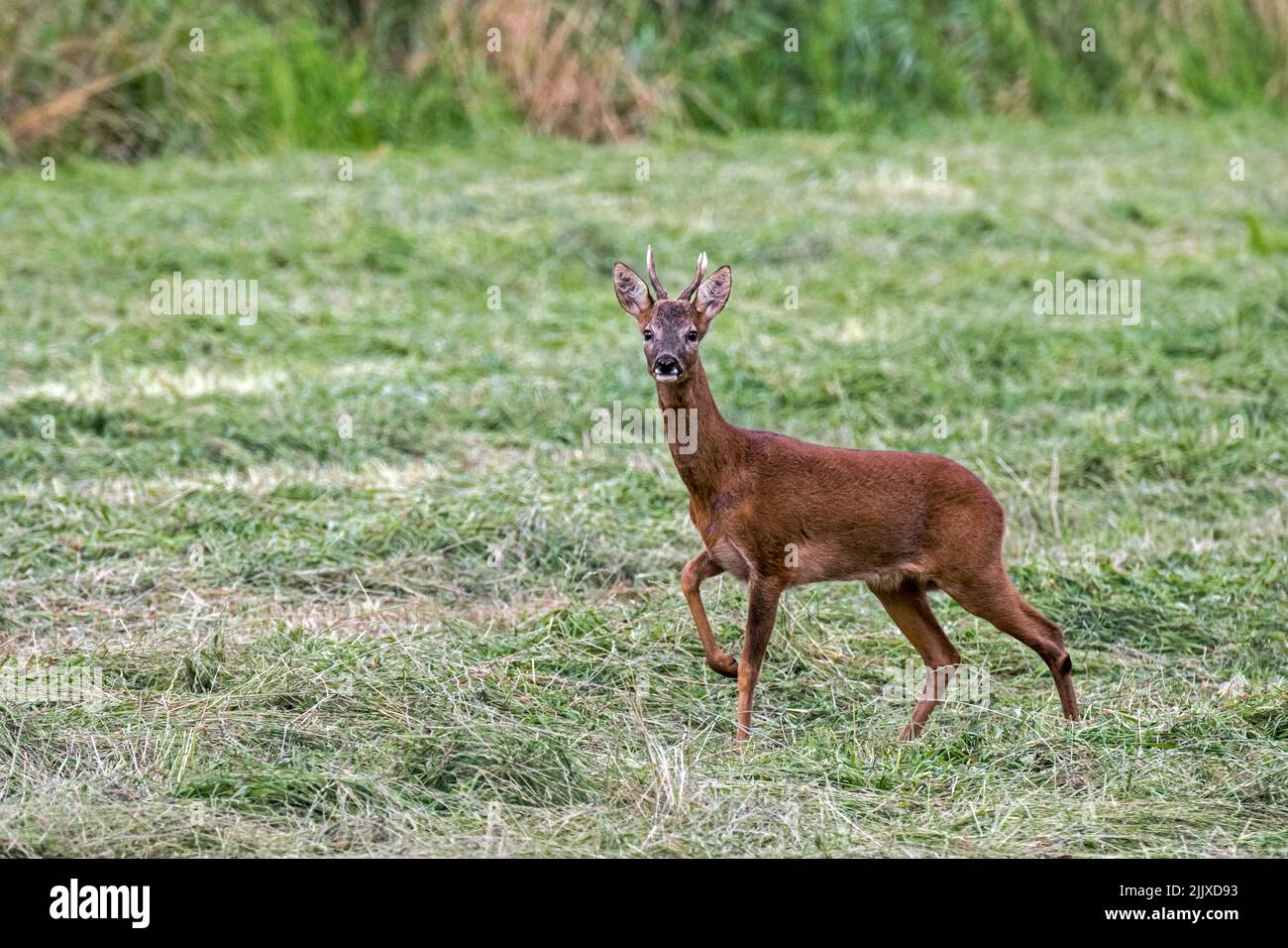 Alert European roe deer (Capreolus capreolus) male / roebuck standing in meadow / grassland and looking towards camera in summer Stock Photo