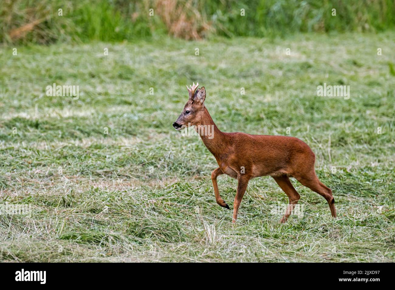 Roe deer hi-res stock photography and images - Alamy