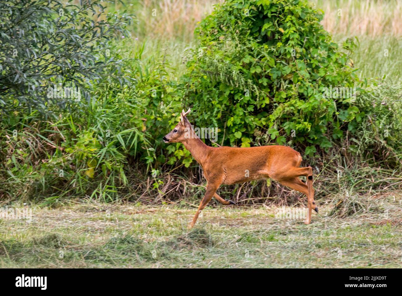 European roe deer (Capreolus capreolus) male / roebuck running along reed bed / reedbed in meadow / grassland in summer Stock Photo