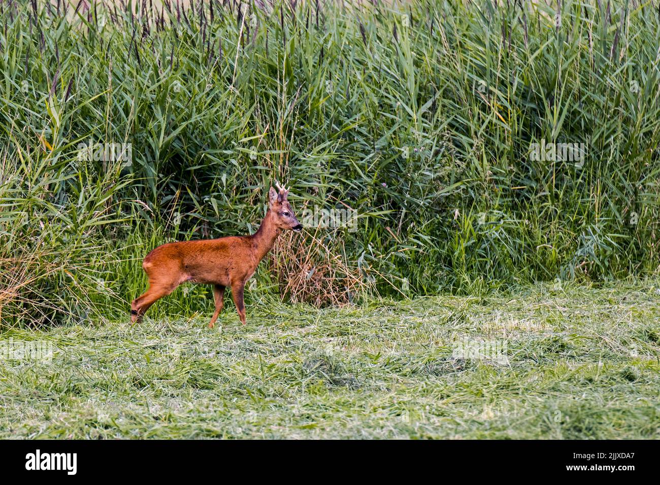 European roe deer (Capreolus capreolus) male / roebuck foraging in meadow / grassland along reedbed / reed bed in summer Stock Photo