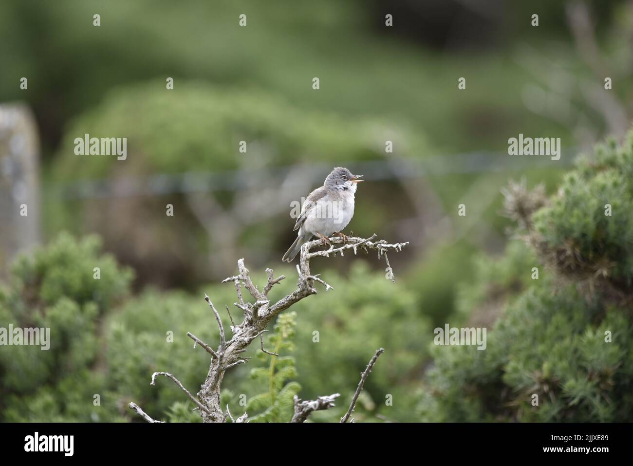 Whitethroat (Sylvia communis) Singing While Perched on a Bare Branch in Right-Profile, Against a Green Foliage Background on the Isle of Man in June. Stock Photo