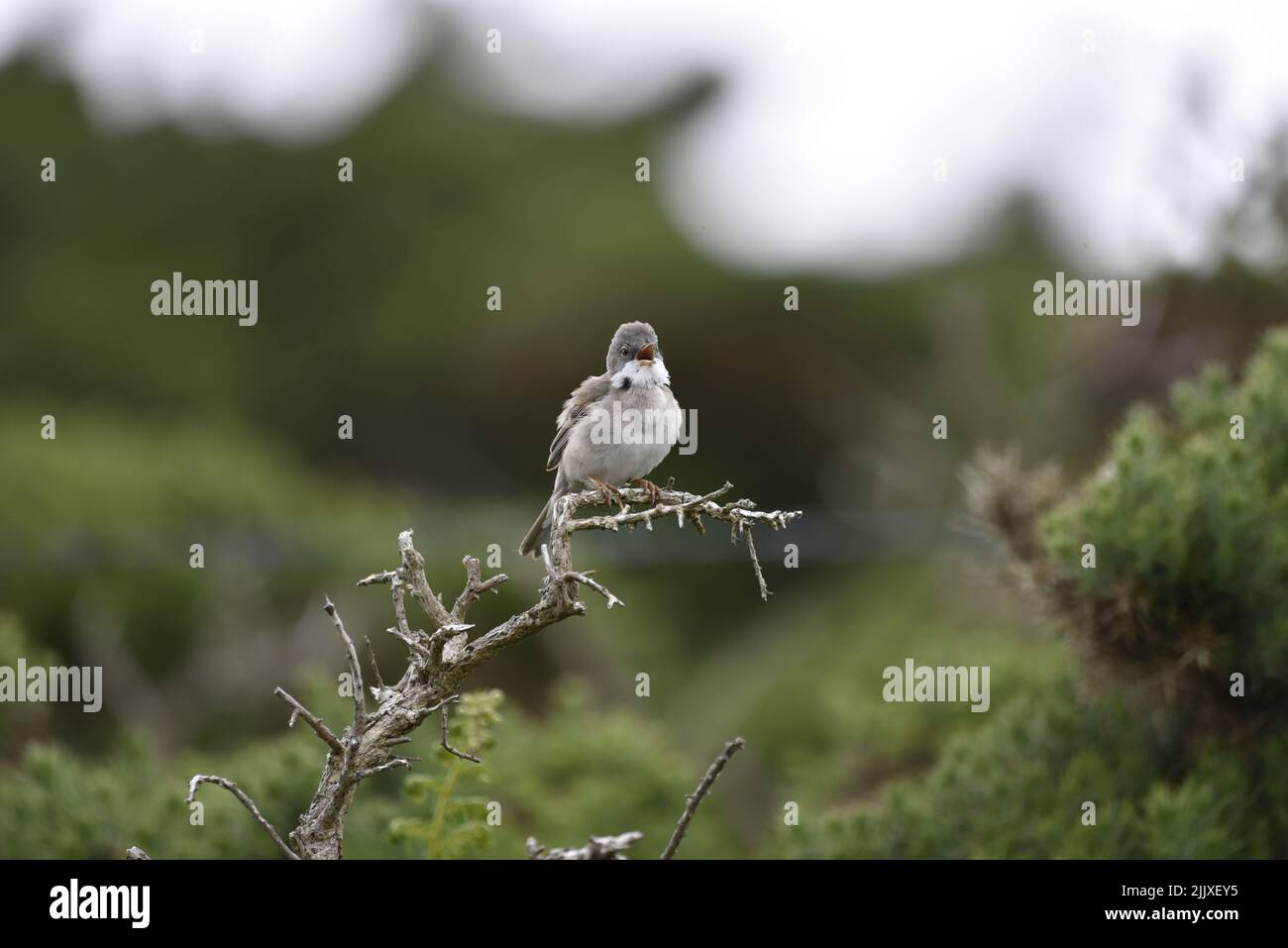 Common Whitethroat (Sylvia communis) Facing Camera, Singing From the Top of a Bare Branch, Against Green Scrub Land Background in the UK in June Stock Photo