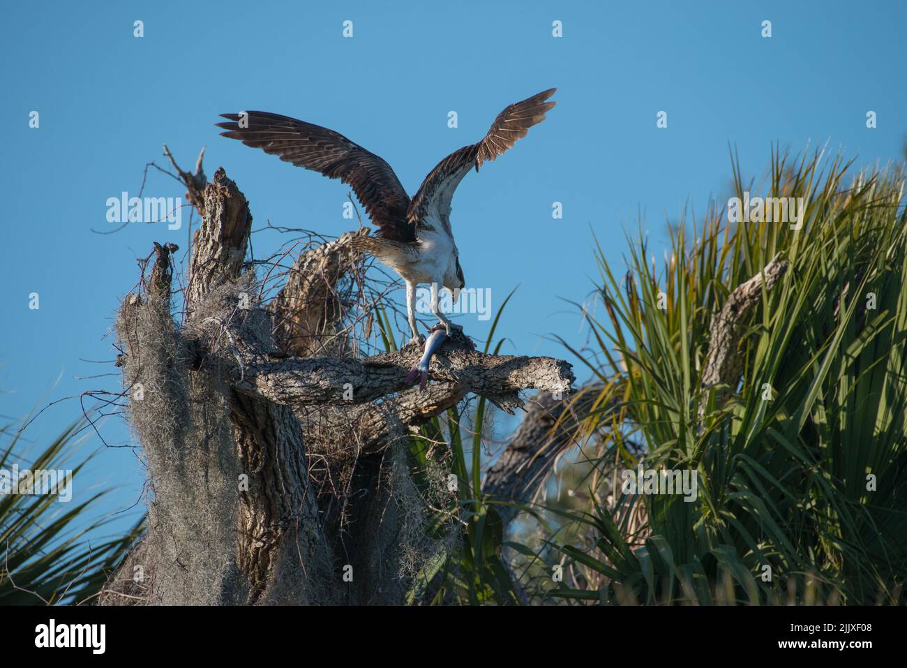 Osprey with wings spread picking at a fish while perched atop a dead tree, Tera Ceia Preserve State Park, Florida, USA Stock Photo